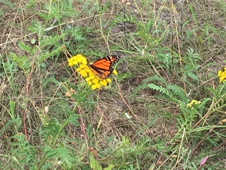 Monarch Butterfly